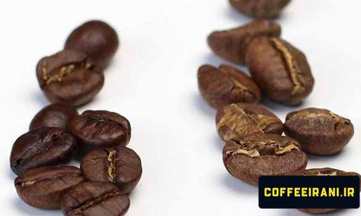 عربیکا و روبوستا