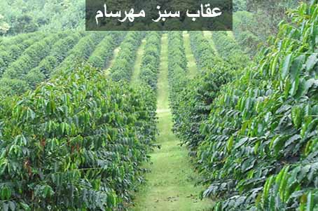 قهوه سیدامو