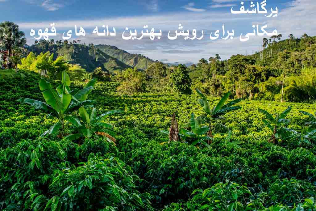 قهوه یرگاشف