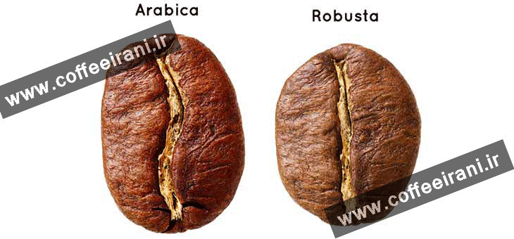 تفاوت قهوه عربیکا و ربوستا