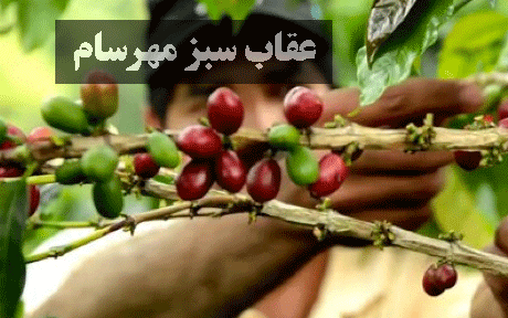 قهوه گیشا