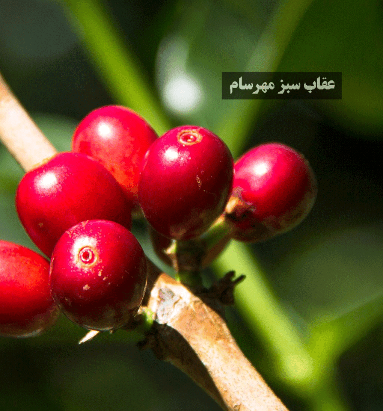 قهوه عربیکا گیشا