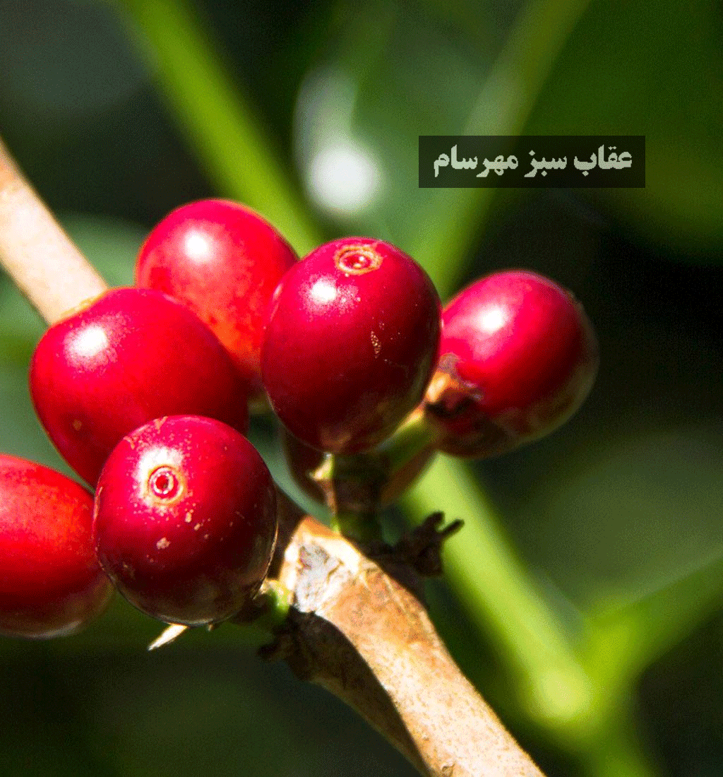 قهوه عربیکا گیشا