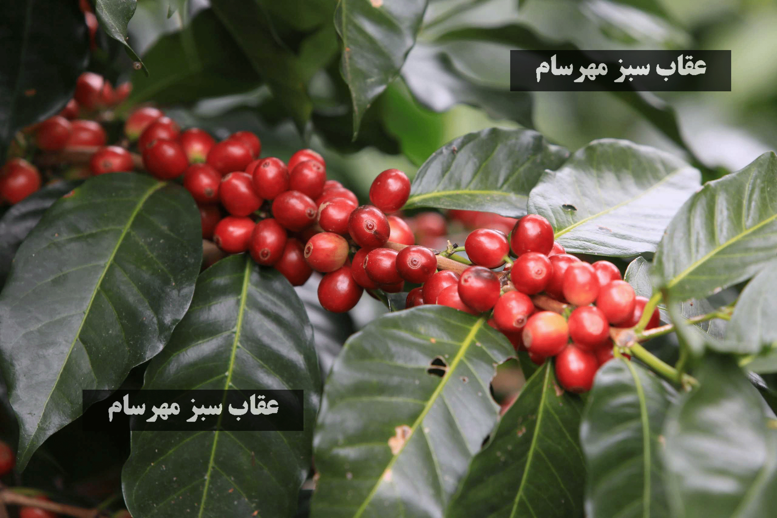 انواع گونه قهوه