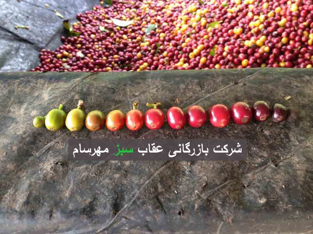 میوه قهوه