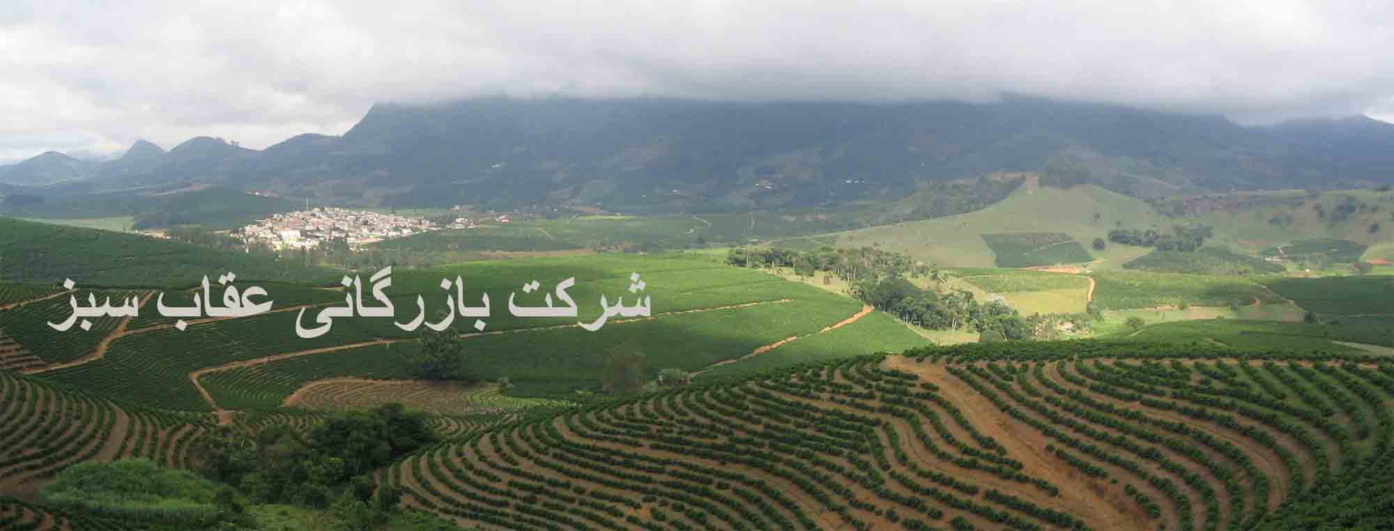 دانه قهوه سیدامو