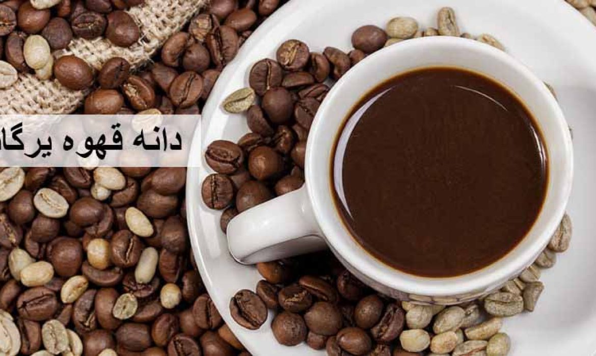 دانه قهوه یرگاشف