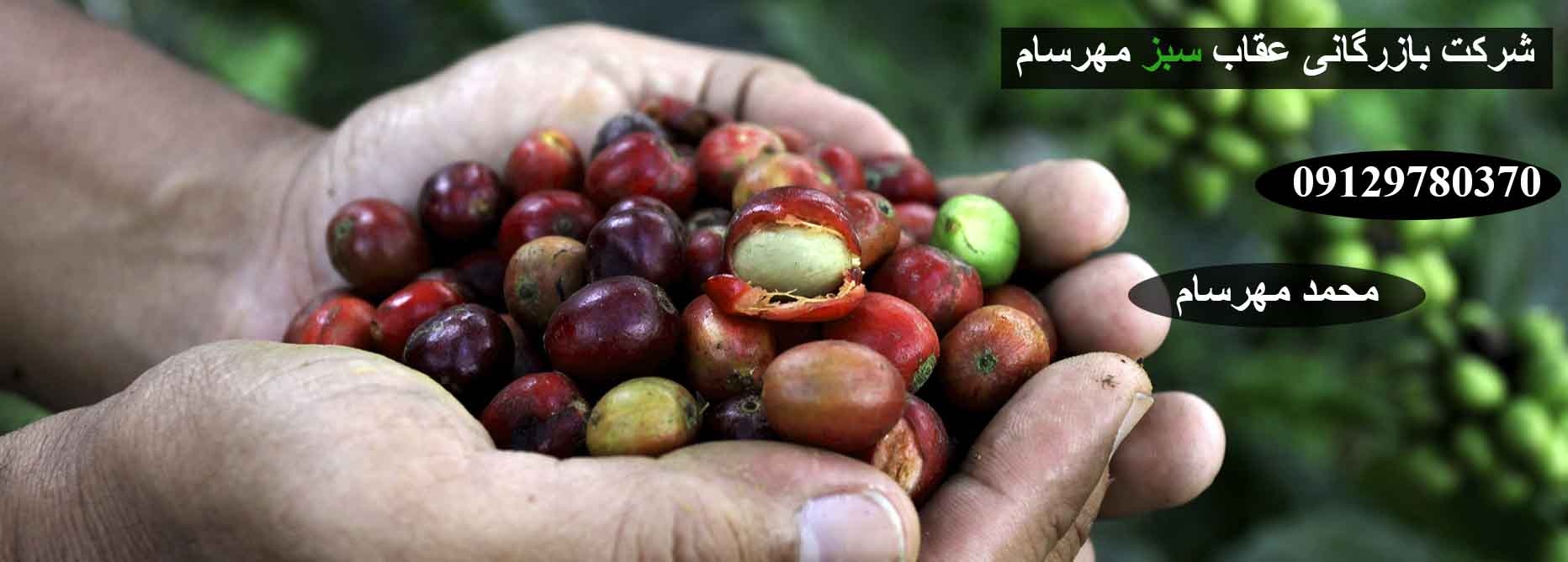 دانه قهوه ریو برزیل