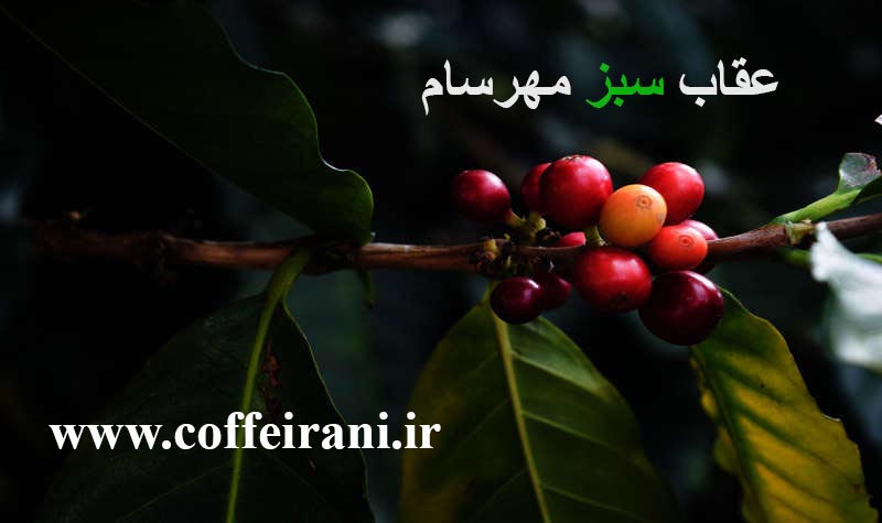 دانه قهوه کلمبیا