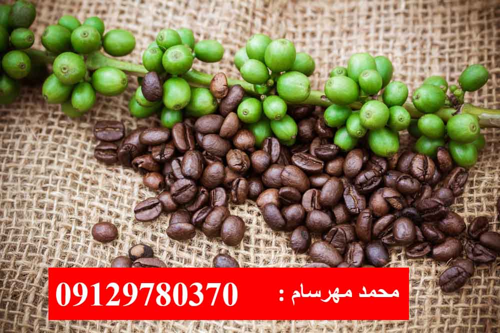 دانه قهوه آنگولا