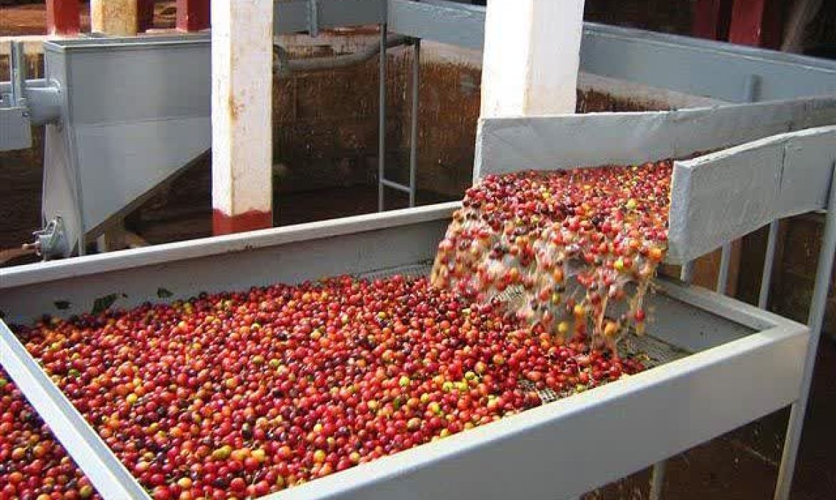 فرآیند واش قهوه