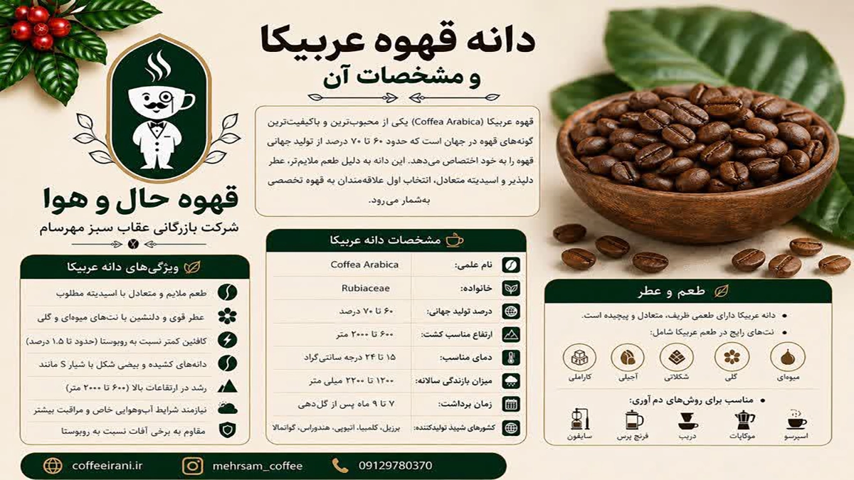 دانه قهوه عربیکا و مشخصات آن