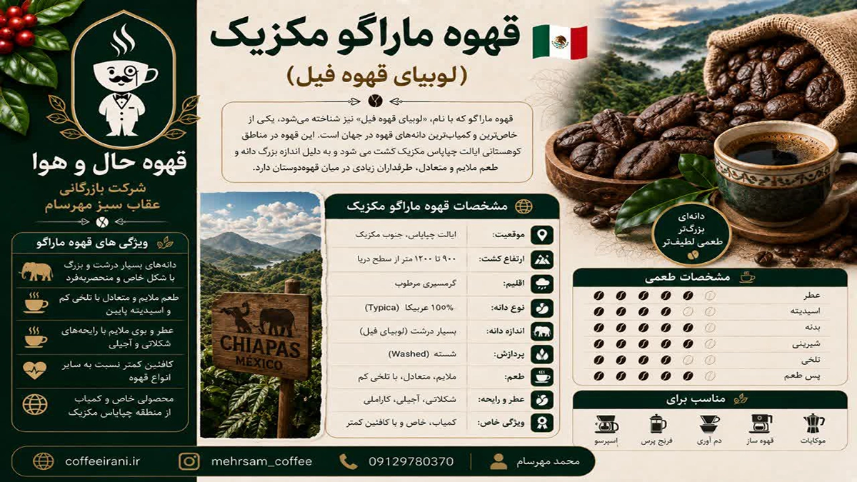 قهوه ماراگو مکزیک (لوبیای قهوه فیل)