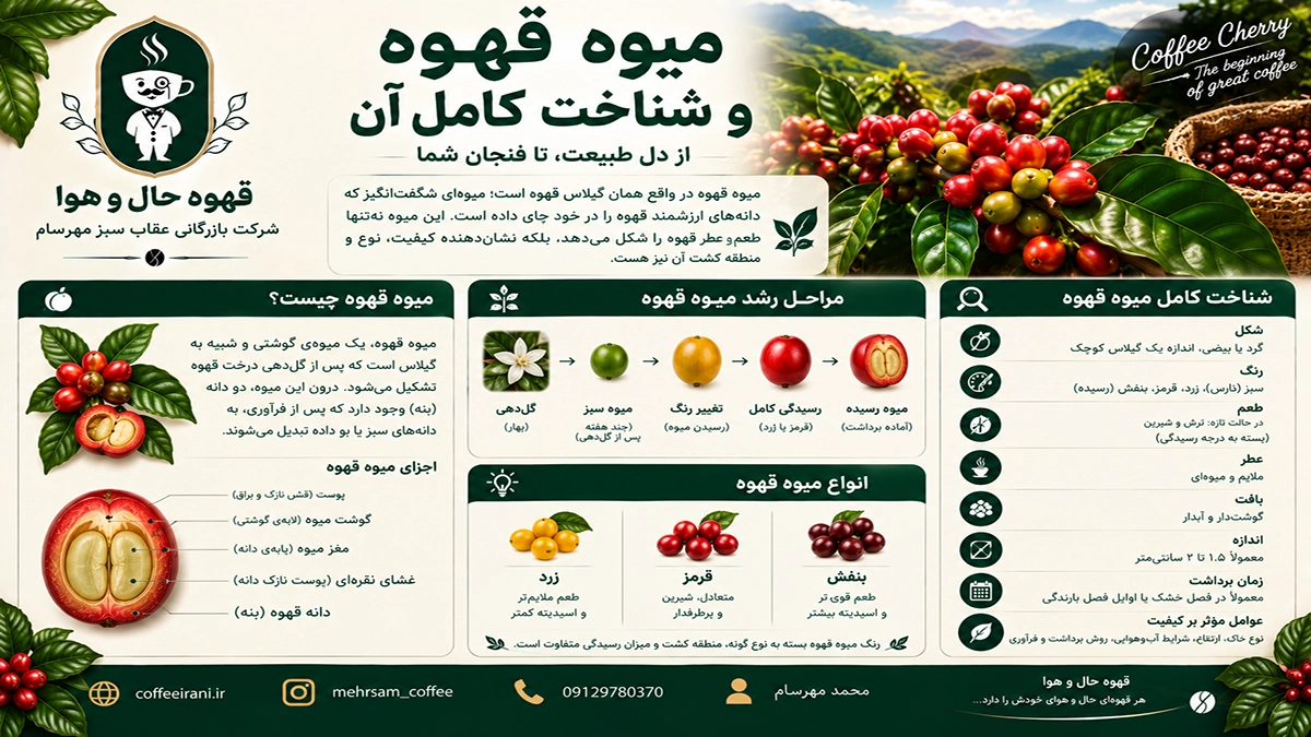 میوه قهوه و شناخت کامل آن